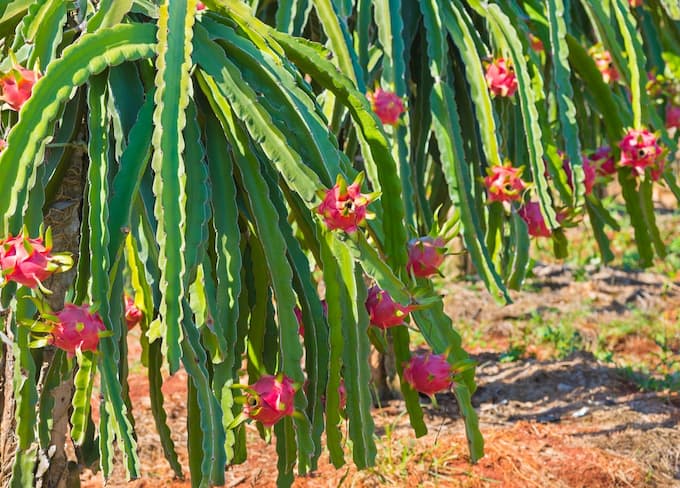 How To Grow & How Long Does It Take To Grow  Dragon Fruit