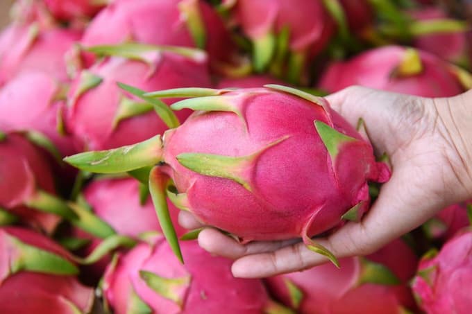 How to Pick a Good Dragon Fruit